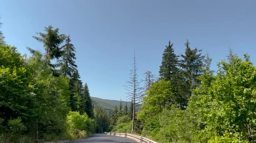 cinematic video from car of coniferous forest, mountain view, meadow and field,