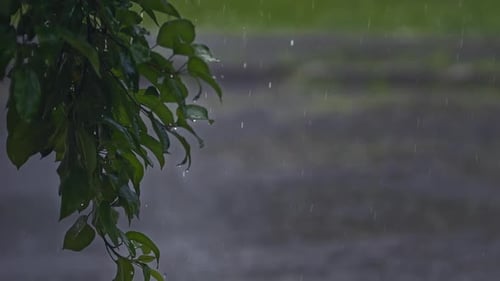Rain On A Tree
