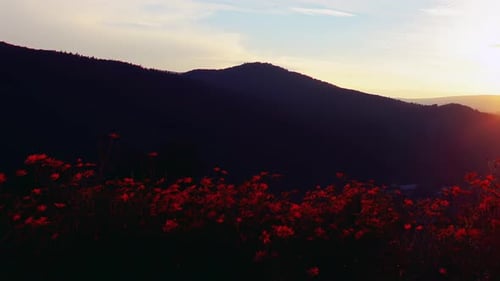 forest on cloudy sky background 4K