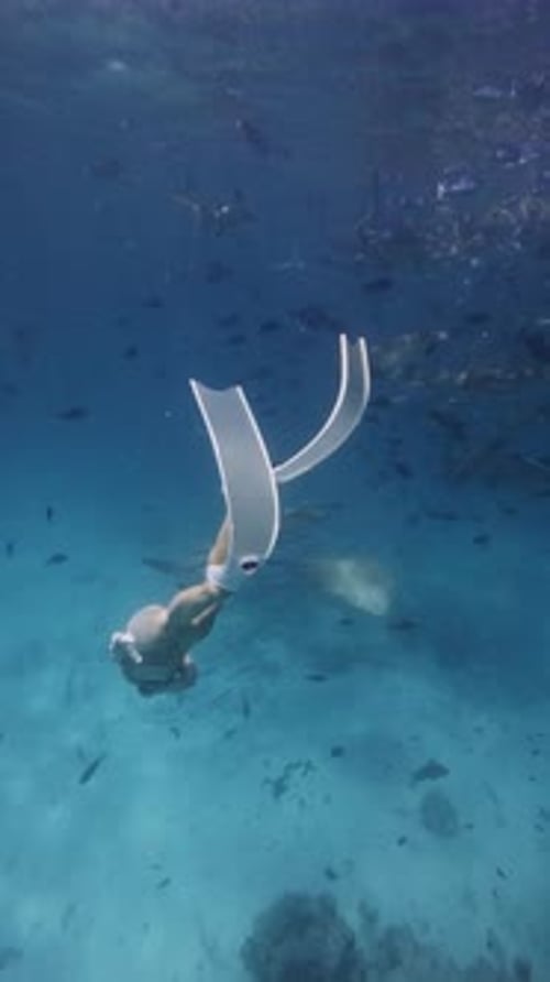 Woman and Sting Ray Swimming Underwater in Transparent Tropical Sea Vertical Footage