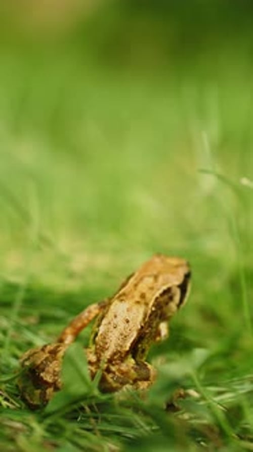 Toad walking across vibrant green grass in nature