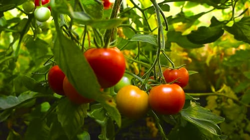 Nahaufnahme von frischen roten, gelben und grünen Tomaten in einem sonnigen Gewächshaus, das an einem Ast hängt