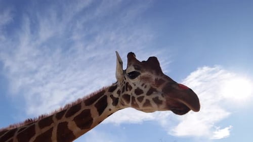 giraffe close up wide angle with sunny lens flare backlit slomo