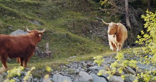 Highland cow's with bells horn and fluffy fur in a organic farm in the alps. Cow's walking on a farm