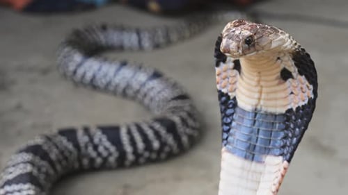 Bangladesh Venomous Cobra Striking Position Close-up Intense Gaze Iconic Hood Asian Reptile Nature