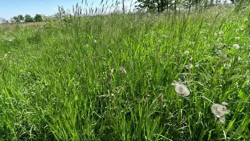 Green Meadows with Fresh Grass are a Common Sight on Field