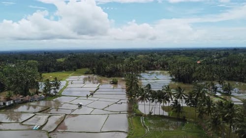 Aerial Landscape of the Rice Fields and Rice Terrace on the Island Bali in Indonesia Drone Flight