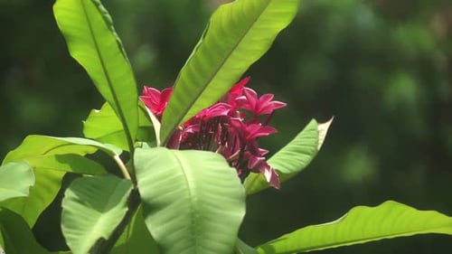 Magenta Blossoms with Lush Green Tropical Foliage