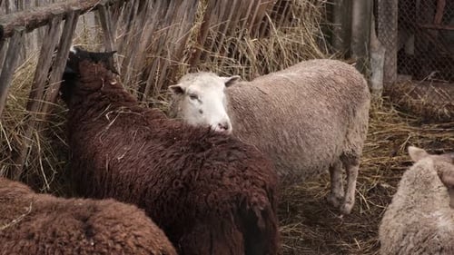 Flock of Sheep Grazes Peacefully in a Rustic Farm Setting Alive with Nature Detailed Closeup of