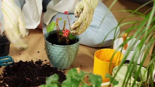 Gardening Indoors, Potting Flowering Plant in Blue Pot