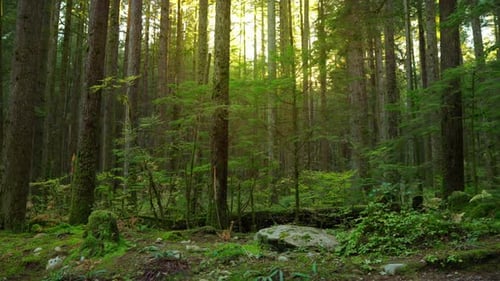 Sunset View Moving Through Green Forest in Canada