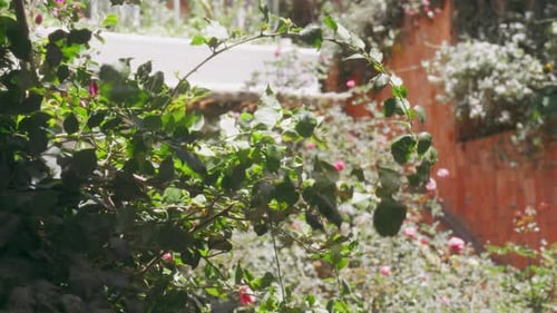 Leaf Branches Swaying Gracefully in Strong Winds