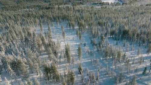 Pine Trees In The Forest Covered With Snow At Winter In Rovaniemi, FInland. - aerial