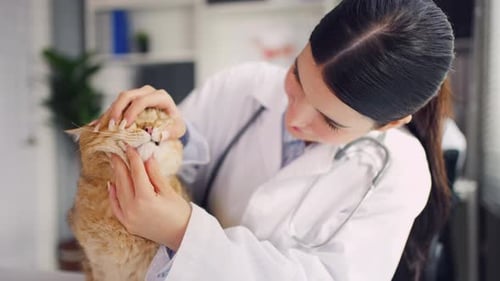 Asian veterinarian examine cat during appointment in veterinary clinic.