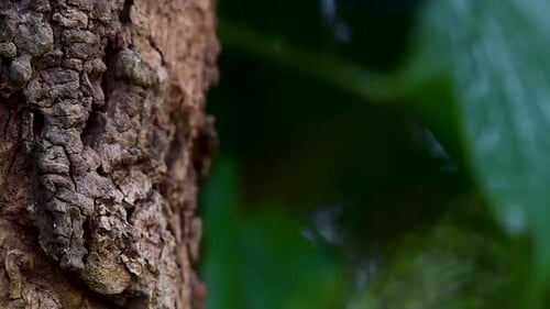 The Oriental Garden Lizard is also called the Eastern Garden Lizard, Bloodsucker and Changeable Liza