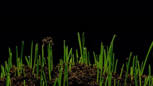 Growing wheat grass rising from soil time lapse 4k footage.