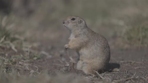 Esquilo engraçado comendo capim fresco, pequeno esquilo moído ou pequeno Suslik Spermophilus Pygmaeus no
