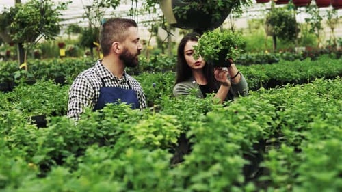 Botanists Working Amongst Plants and Seedlings in Greenhouse