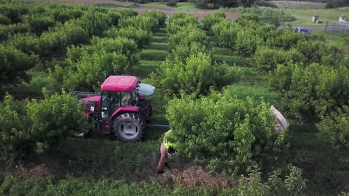 Aerial view or people picking peaches in a peach orchard with a tractor and cart in center. Rows of