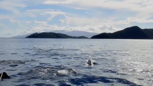 Slow-motion footage of dolphins swimming and playing