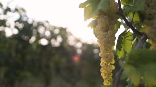 white grape in a vineyard
