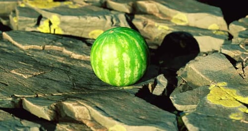 Watermelon Resting on Textured Rocky Surface Under Natural Light