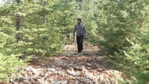 Man Looking Tree