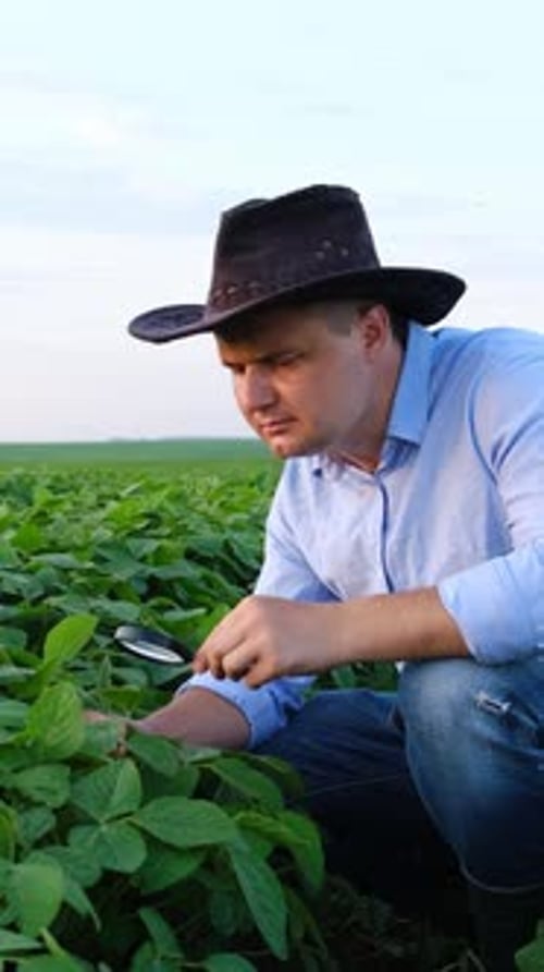 A Diligent Farmer is Thoroughly Inspecting and Analyzing the Growth of Crops in the Field