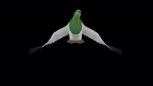 New Zealand Pigeon Kereru - Flying Over Screen Transition - IV - Alpha Channel - 4K