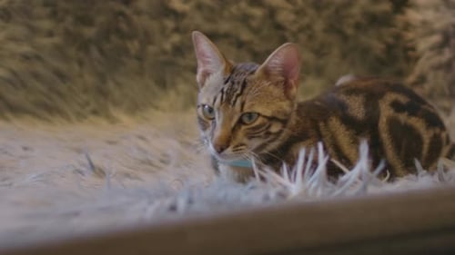 Eine enge statische Aufnahme einer kleinen Katze, die auf einem Fell auf dem Sofa ruht.