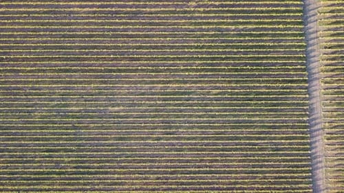 Aerial View of Vineyards Field Plantation on Sunset Cinematic Drone Aerial View on Green Highland
