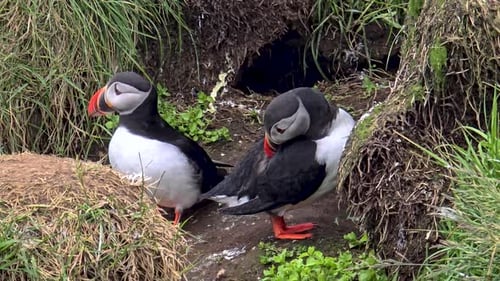 Puffins in Their Natural Habitat Exploring the Coastal Cliffs of Iceland During Summer