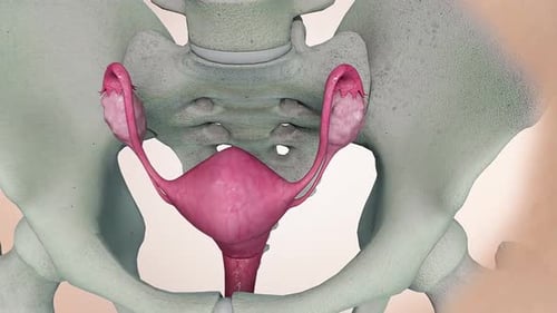 Detailed 3D Animation of Female Reproductive System Anatomy