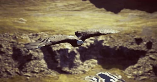 Majestic Bald Eagle Soaring Over Mountainous Rocky Landscape