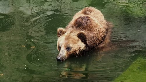 Brown Bear Swimming and Shaking in Water