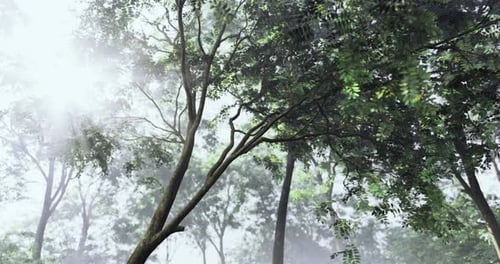 Sunlight Filters Through Misty Forest Canopy in Serene Natural Setting