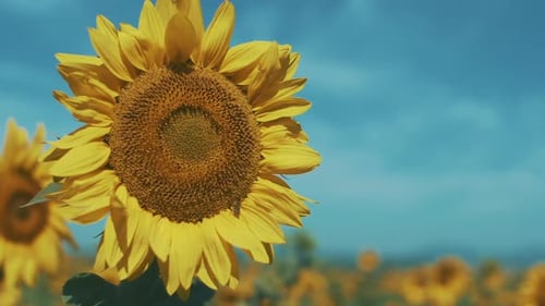 Large, Yellow Sunflower Flower