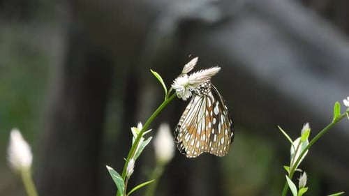 Butterfly finding food in flower .