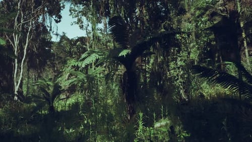 Lush Green Foliage in a Dense Jungle Landscape of China During Daylight