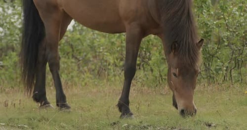 Chevaux paissant dans les fjords au coucher du soleil en Norvège