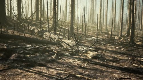 Forest Fire in the Afternoon