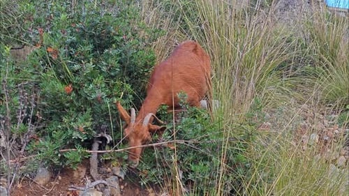 Goat Grazing in Natural Environment