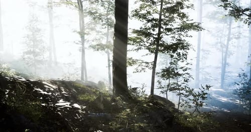 Sunlight Pierces Through the Misty Forest Creating a Mystical Atmosphere