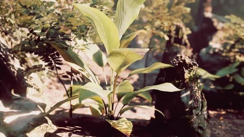 Sunlit Tropical Forest With a Group of Trees in the Soil