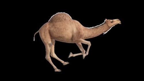 Realistisches 3D-Kamellaufen