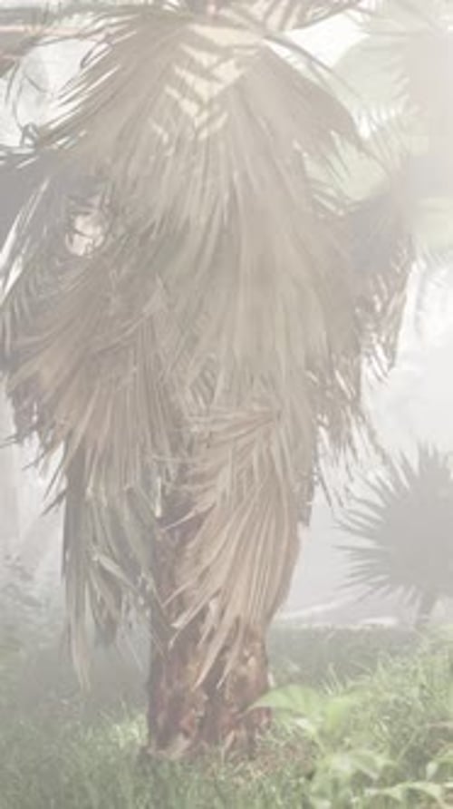 A Palm Tree in the Middle of a Foggy Forest