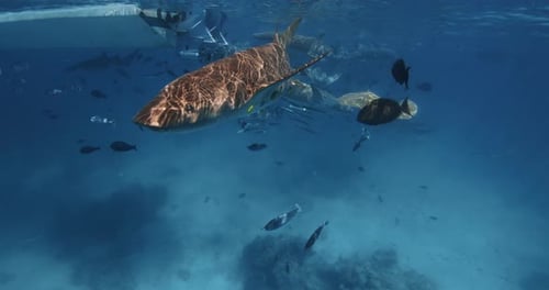 Close Up View of Shark with Tropical Fishes Underwater in Blue Tropical Sea Slow Motion