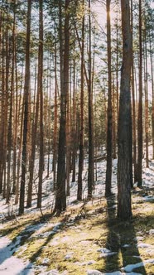 Vidéo : Vidéo : Forêt de conifères ensoleillée, début du printemps, soleil, rayons du soleil, briller à travers les pins