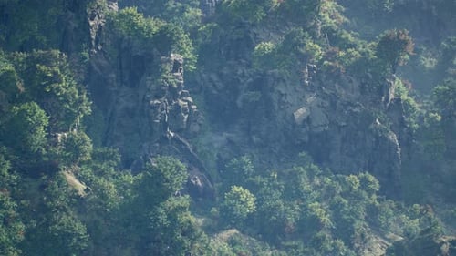 Serene Forest Landscape Showcasing Nature's Vastness And Beauty