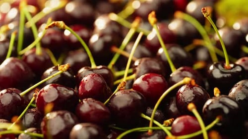 Slow Motion Background Video of Cherries Falling on Beautiful Juicy Berries